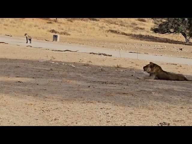 How far hyenas stay in front of a young male lion vs a big male lion