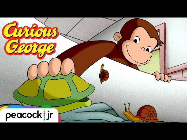 George Loves Turtles | CURIOUS GEORGE