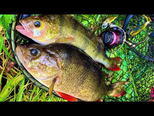 River Lure Fishing for Pike and Perch