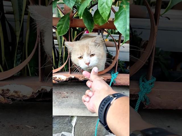 How to be friendly with street cats? #vlogs #shorts #pets