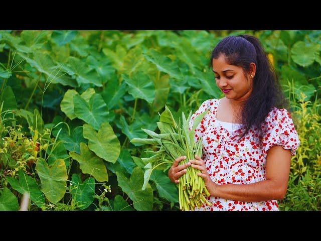 A Taste of Tradition Taro Leaves Curry & Multicolored String Hoppers! Village Cooking Recipe