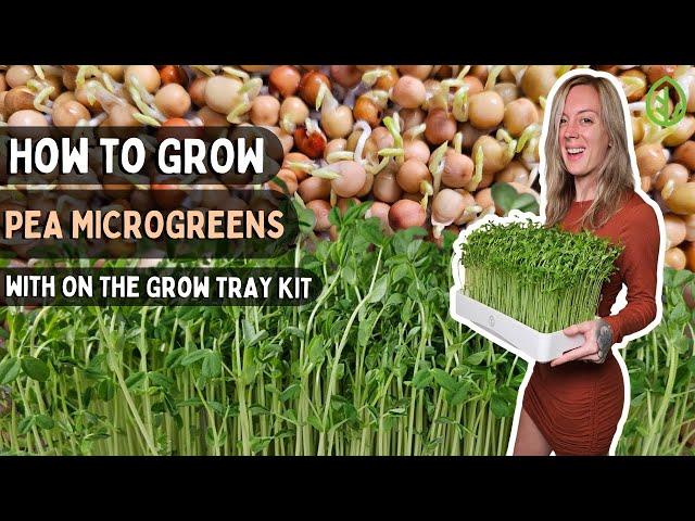 How to grow Pea Microgreens at Home: 5 Minute Quick Guide