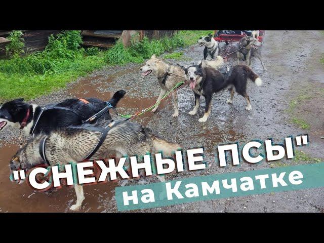 "Снежные псы" на Камчатке