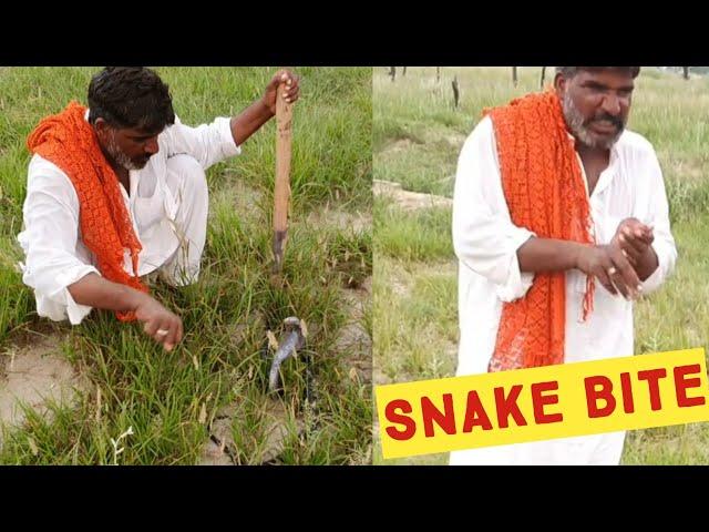 Black Cobra Snake Bite the Jogi while He is Catching the Snake on the Complaint of Farmers