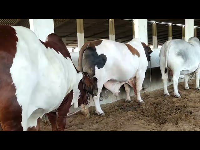 Collection of sakran cattle farm for season 2024 || Top bulls Collection || Animal World || 092.