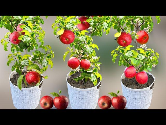 Apple Tree Planting: A Professional Guide on How to Grow Apple Trees from Apple Fruit