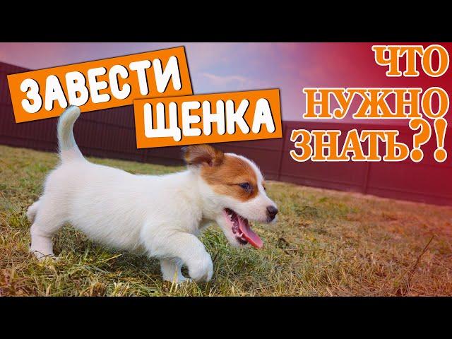 ЗАВЕСТИ ЩЕНКА! ЧТО НУЖНО ЗНАТЬ?!!! Стартовый набор для заведения собаки.