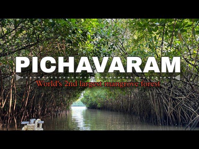 GUIDE TO WORLD'S 2nd  LARGEST MANGROVE FOREST | EXPLORING PICHAVARAM | NATURE'S PARADISE #travel