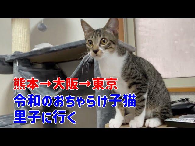 【幸せのお届け】ボクは猫ではなく人間だ！大きくなったらお兄ちゃんみたいになるんだ！