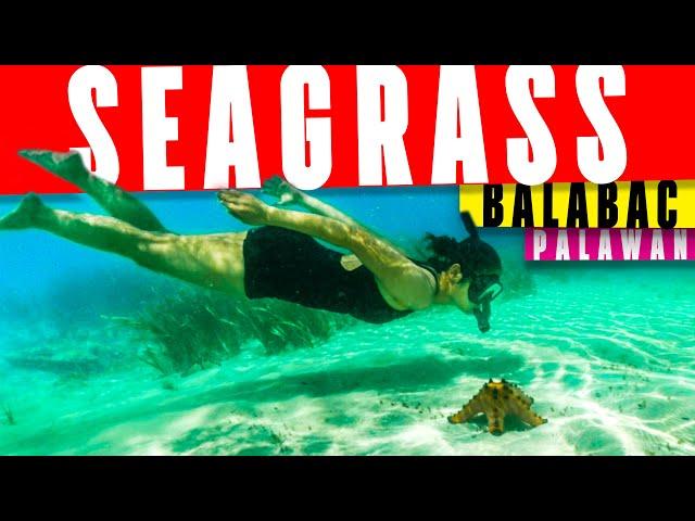 Canabungan island | Balabac Palawan island hopping with Mavic Air