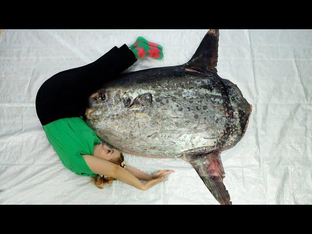 (eng)대왕 개복치 드디어 구했습니다… 손질해볼게요 Cutting Giant Sunfish