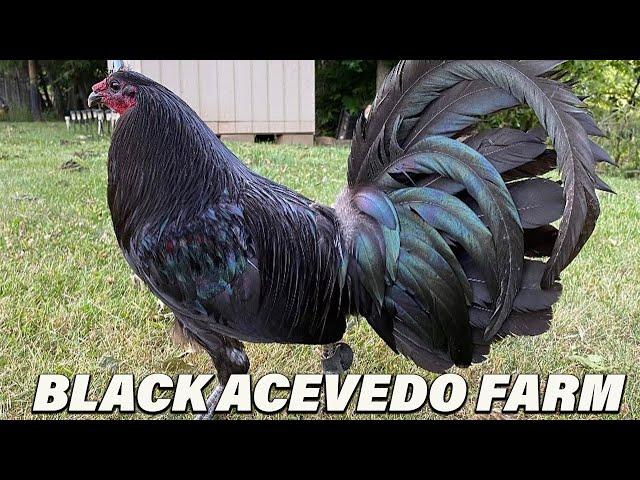 Kentucky Beautiful Black White Birds - JUAN ACEVEDO FARM