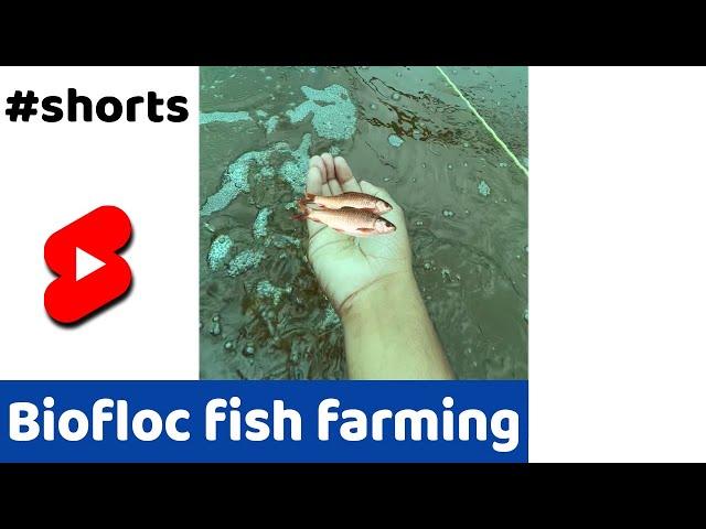 क्या है BIOFLOC? #SHORTS #INDIANFARMER #FARMING #FISH