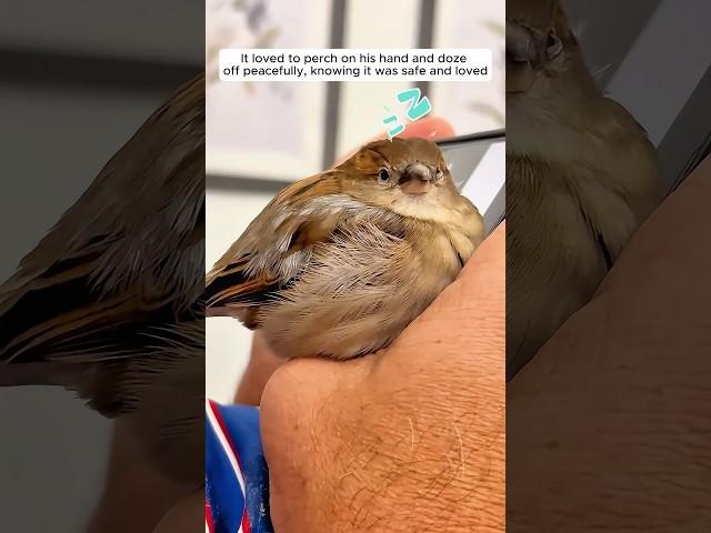 The man saved a baby bird fall out of its nest