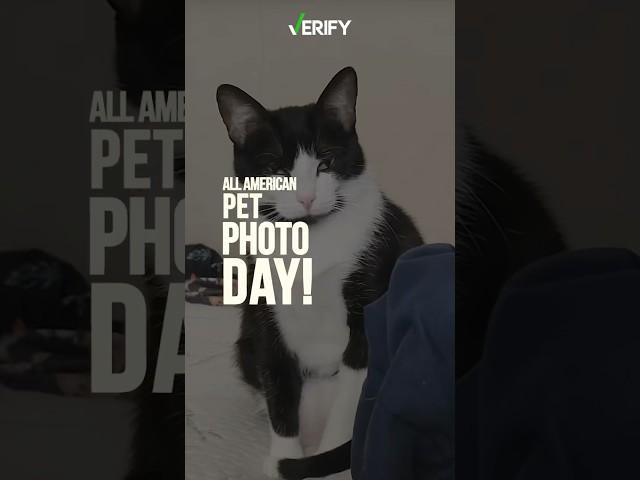 Your photos for All American Pet Photo Day #shorts #pets #petphotos #dogs #cats #animals #photos