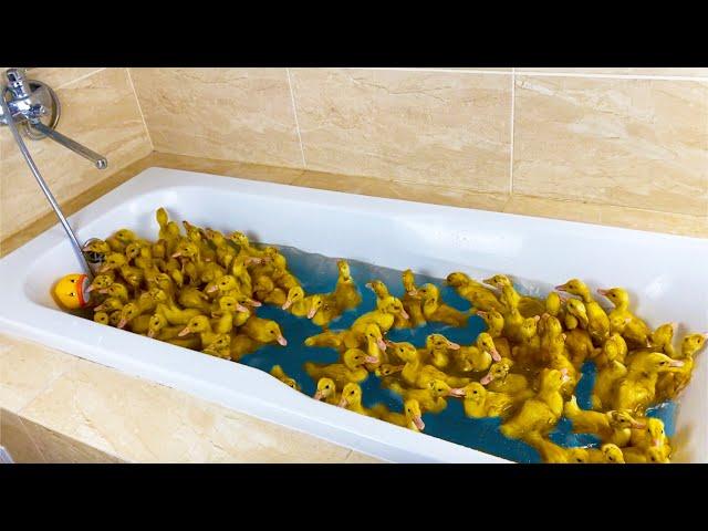 100 Ducklings swim in the bath!