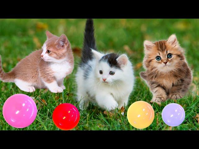 Adorable kitten moments, cat meow sounds - farm animals