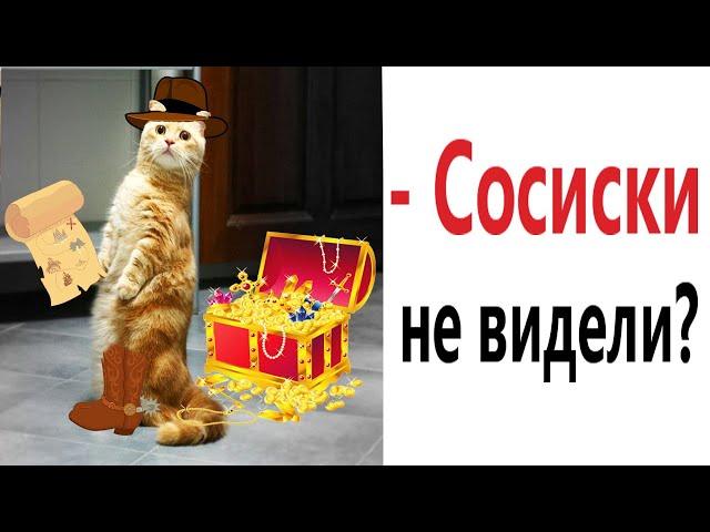 Лютые приколы. КОТ ИЩЕТ СОКРОВИЩА!!! Тест на психику! Засмеялся проиграл! – Domi Show!