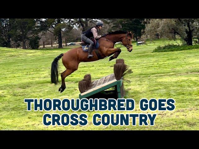 THOROUGHBRED GOES CROSSCOUNTRY TRAINING