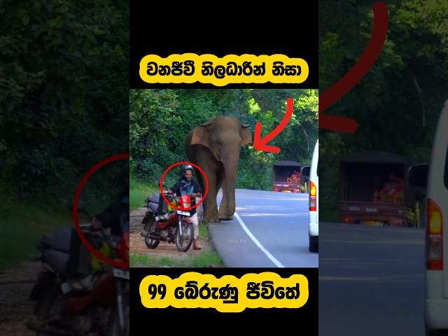 Wild elephant attack🫣#shortvideo #shorts #elephant #attack #tiktok #viralvideo #youtube #shots #1