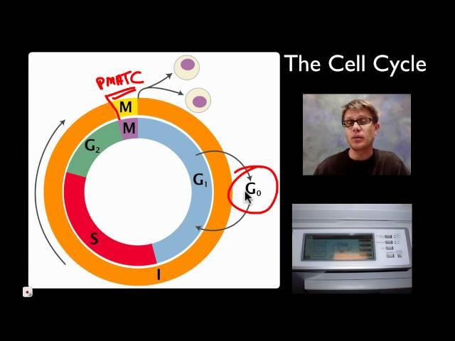 Mitosis