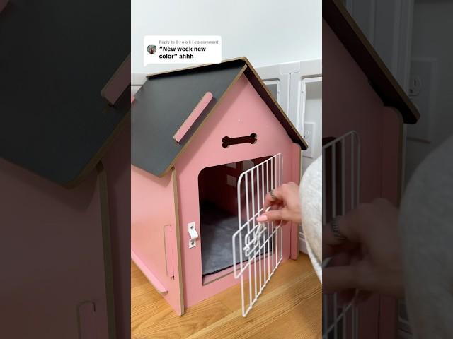 #puppy #puppylife #viralvideo #poodle #dog