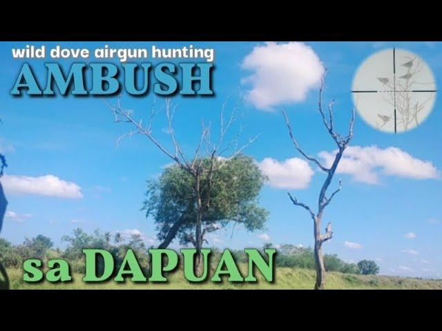 PESTCONTROL#117WILD DOVE HUNT AIRGUN HUNTING SA DAPUAN_ HOT SPOT