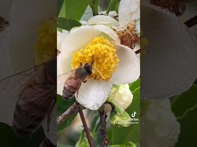 Honey bee pollinating tea plant flowers.  #camelliasinensis