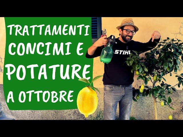 LIMONE: potatura di OTTOBRE, concime e altre cure autunnali