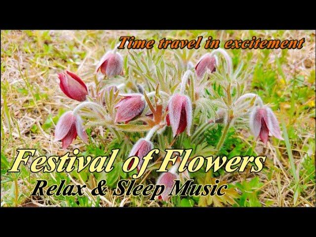 Sleeping & Relax Music. Flowers Travel, 꿀잠드는 수면음악, 야생화 꽃말 시간여행