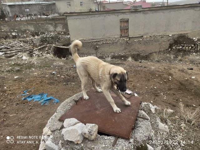 KANGAL KÖPEĞİ