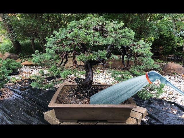 Bonsai Watering Techniques