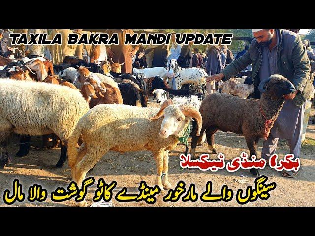 Markhor Mendy Or Katto Mall Bakra Mandi Taxila Update 23 November 2024