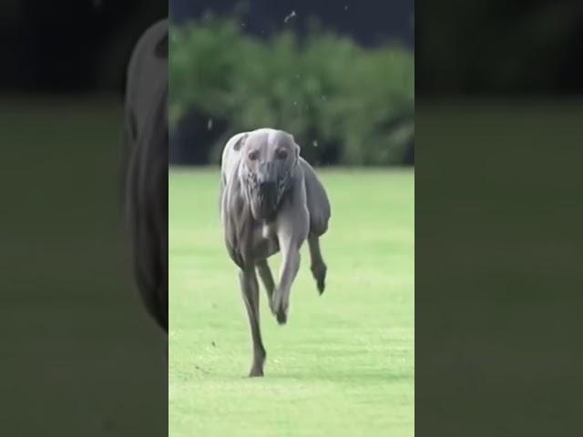 The fastest and most athletic dogs alive!