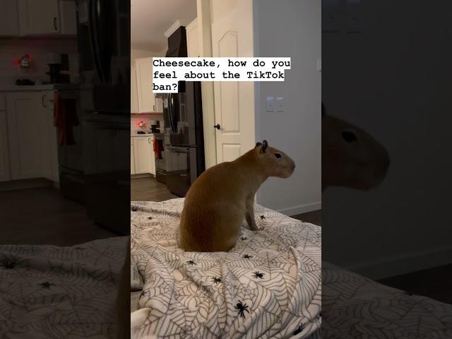 Capybara Has Opinions