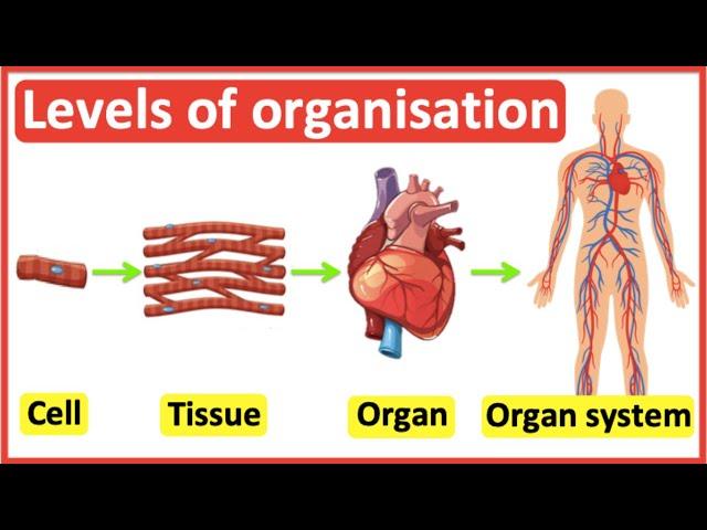 Cells, Tissues, Organs, Organ systems | Level of organisation in organisms | Easy science video