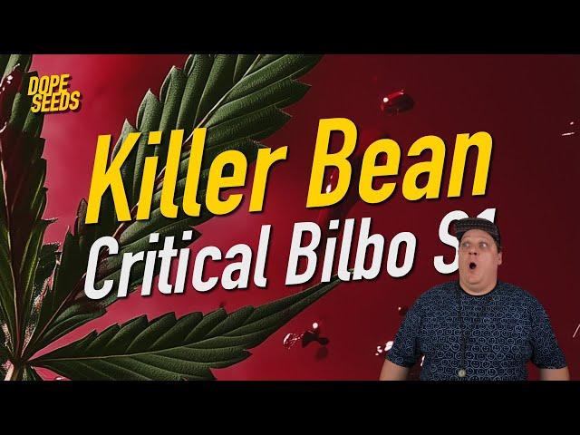 Unser Strain der Woche: Killer Bean 🩸