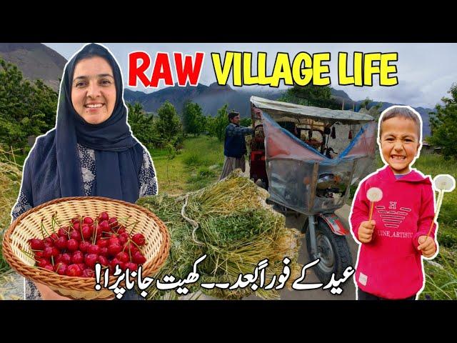 After Eid We Went Straight to The Fieds | Raw Village Life | Vlogs New Video