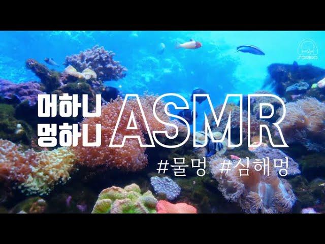 [멍ASMR] 아름다운 바닷 속 멍 때리기| 심해멍, 물멍 | 심해asmr, 바다asmr  | 집중, 공부, 수면 | underwater asmr