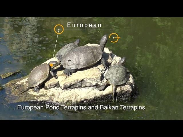 Terrapins (turtles) at Butrint World Heritage Site, Albania