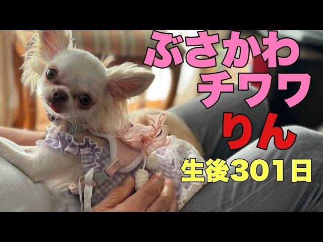 ぶさかわチワワりん。生後301日【vlog】