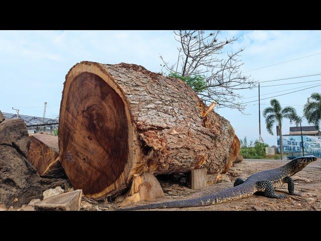 Black and expensive ‼ Rare black monster trembesi wood sawmill from Blackwood Forest