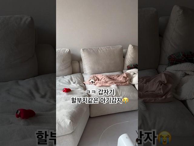 감자둥절 #모여봐요동물의숲 #모동숲 #강아지 #cotondetulear #반려견 #puppy #꼬똥 #강아지일상 #아기강아지 #강아지브이로그 #꼬똥드툴레아 #꼬똥감자