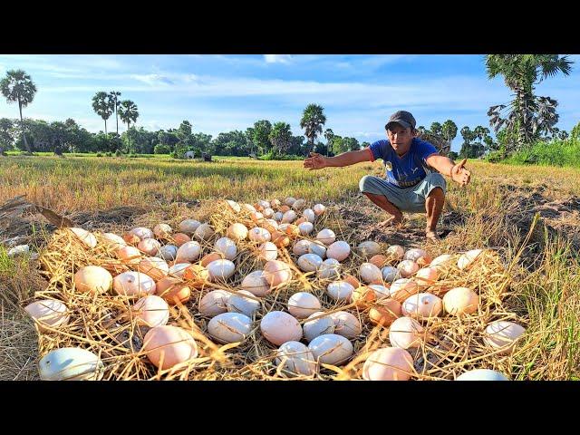 BEST unique amazing! pick a lot of eggs under tree by best hand