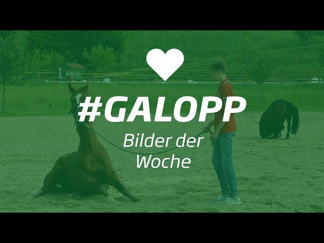 Die Bilder der Woche #galopp KW41