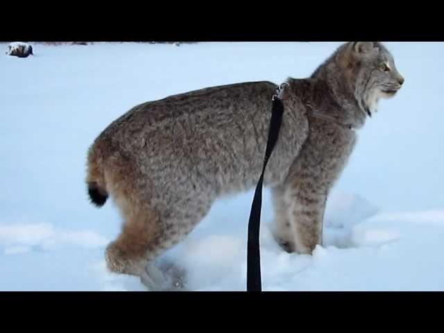 Max Canada Lynx NY Eve Walk.MOV