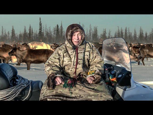 Happier than anyone else. People with reindeer | Yasavey. Nomad of the XXI century