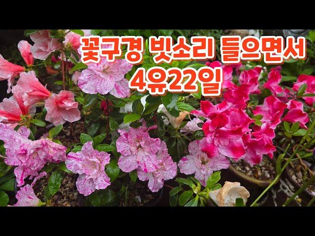 #꽃구경 비오는날  빗소리 들으면서 4월 22일