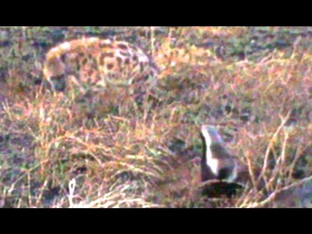 Honey Badger Stands Up To Spotted Hyena And Wins - Latest Wildlife Sightings