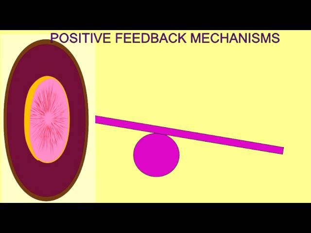 HOMEOSTASIS: POSITIVE FEEDBACK MECHANISMS